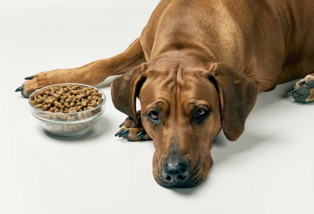 Help! My Dog’s Not Eating