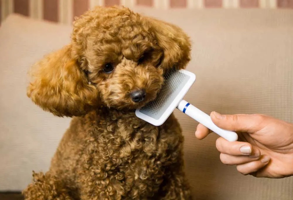 How To Easily Detangle Matted Poodle Hair