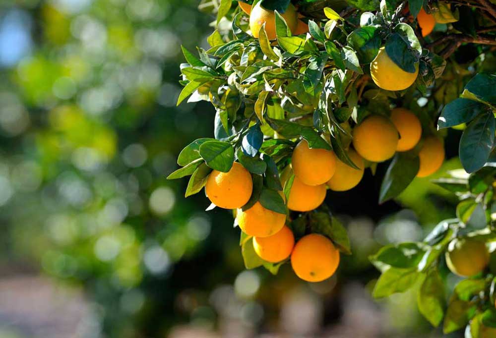 Fruit Trees that are Safe for Dogs