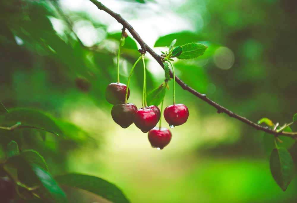 Are Cherry Trees Safe for Dogs?