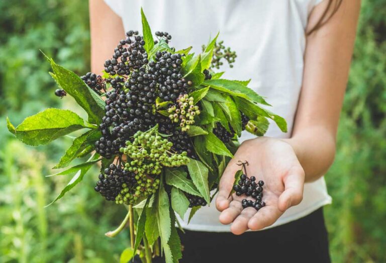 Are Elderberry Trees Safe for Dogs?