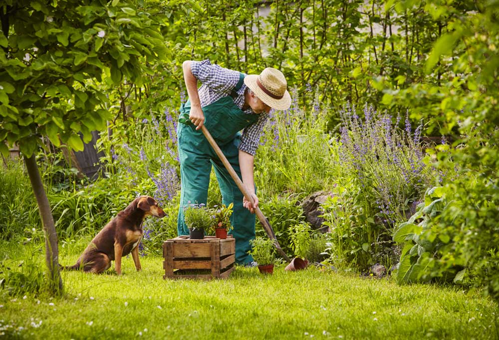 DogFriendly Trees and Shrubs