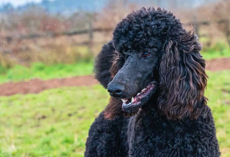 How to Trim a Poodle Face?