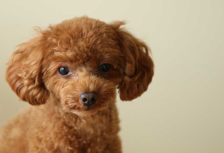 How to Train a Toy Poodle?