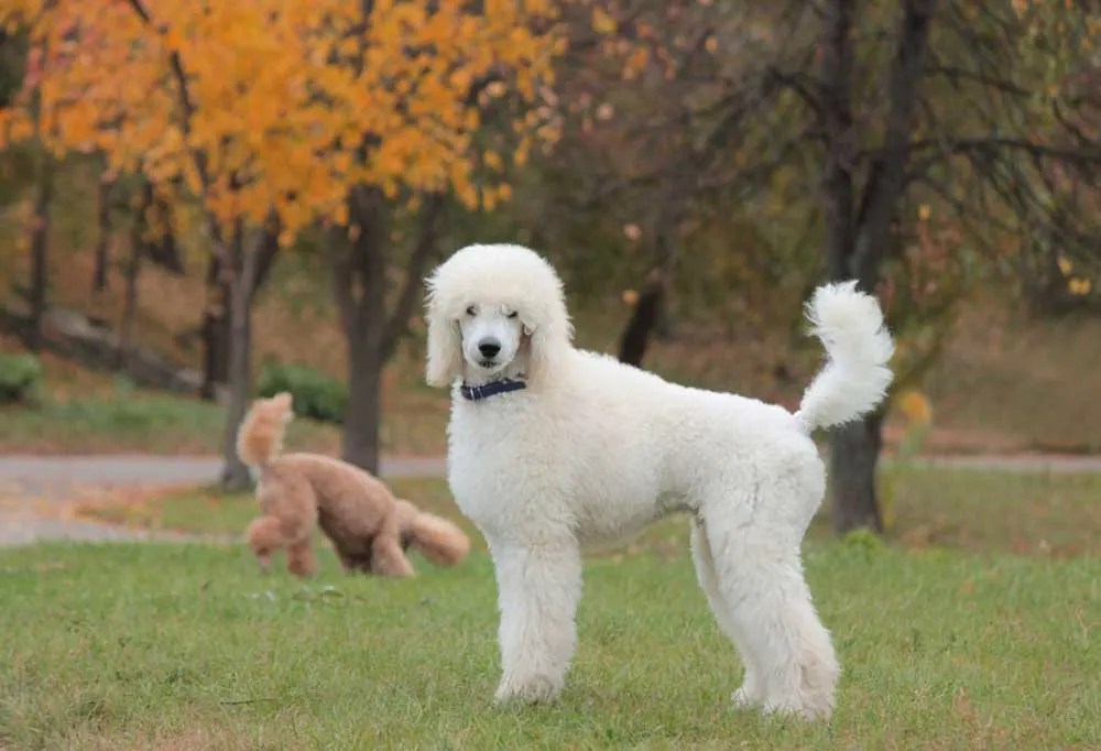 How Often Should A Standard Poodle Be Groomed