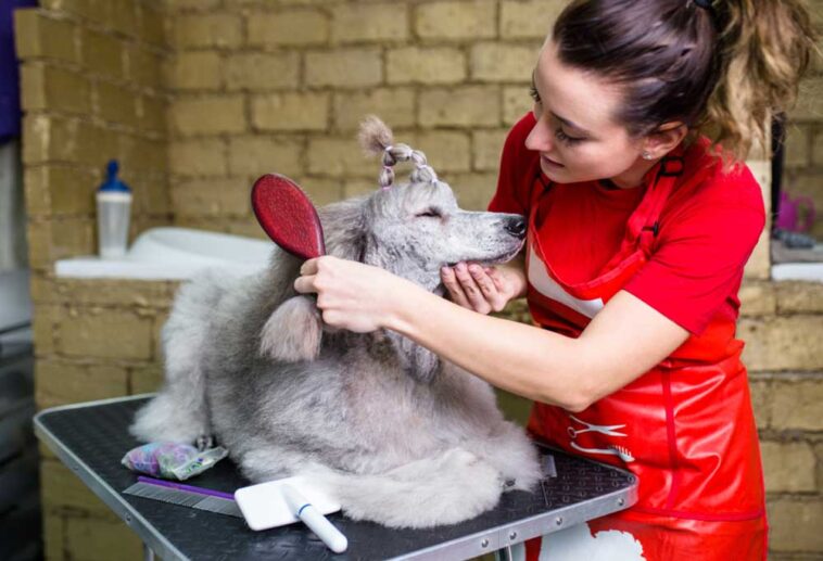 How to Brush a Poodle?