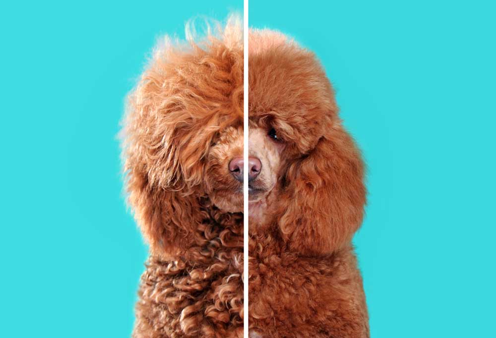 How to Shave a Poodle?