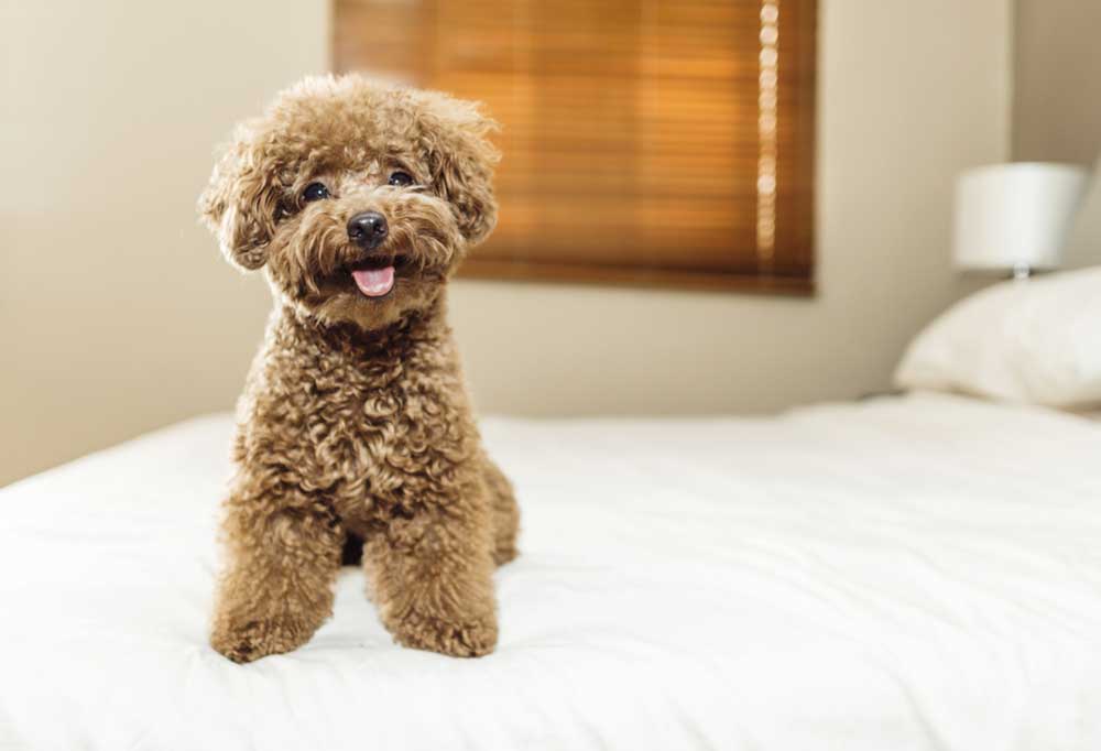 Toy Poodle Teddy Bear Cut Wow Blog