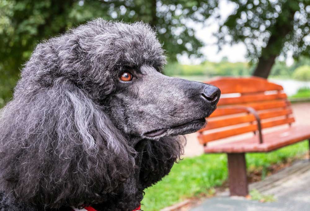 How to Train a Toy Poodle Not to Bark?