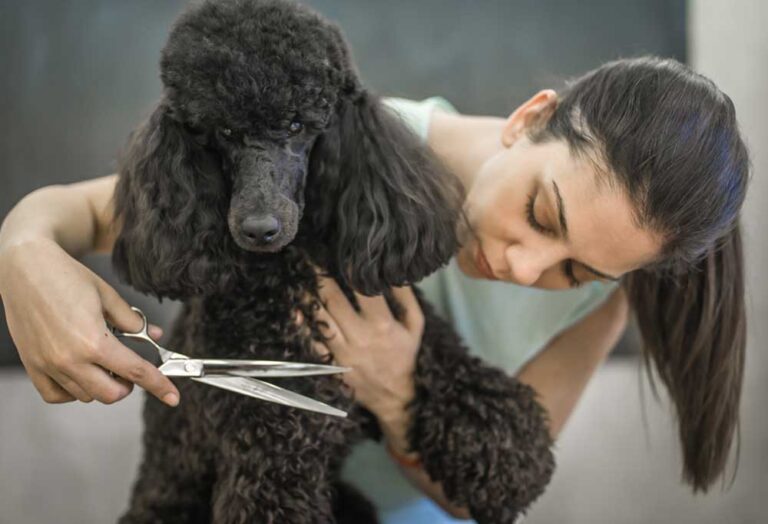 How to Trim a Poodle?