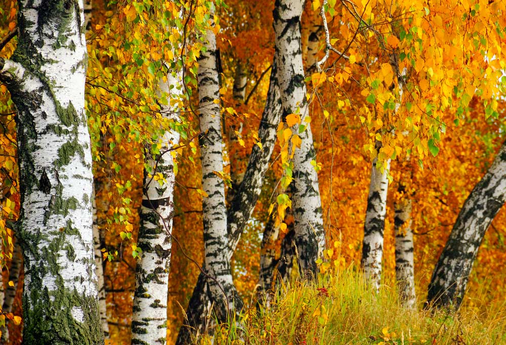 Are Birch Trees Safe for Dogs?