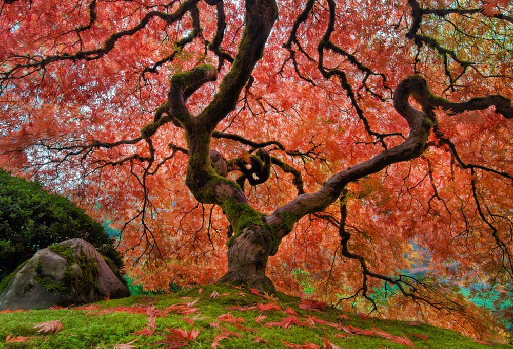 Are Japanese Maple Trees Poisonous to Dogs?