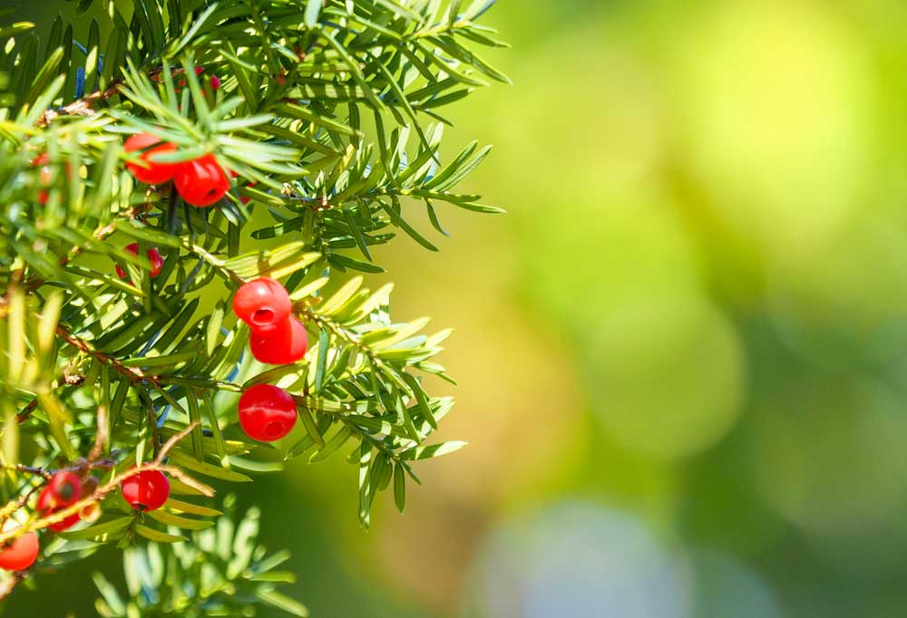 Trees Poisonous to Dogs