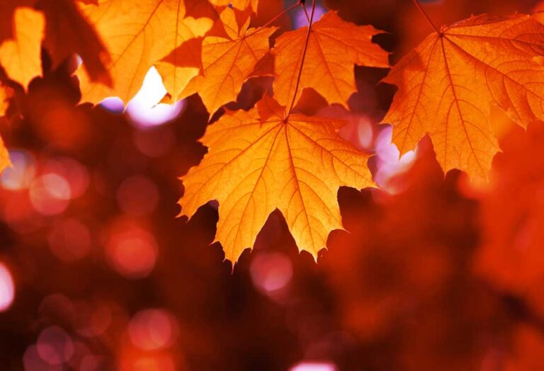 Are Maple Trees Toxic to Dogs?