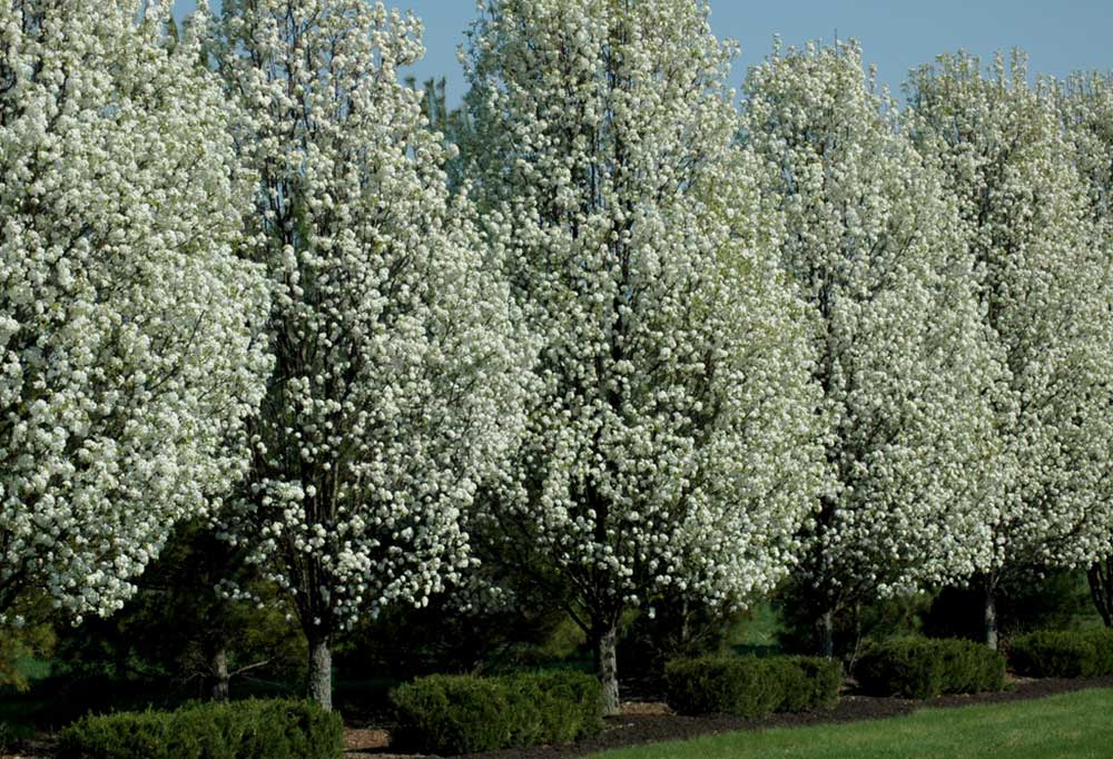 Flowering Trees that are Safe for Dogs