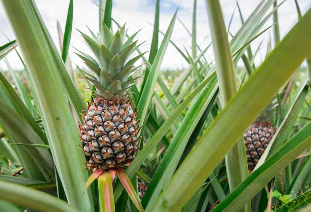 Fruit Trees that are Safe for Dogs