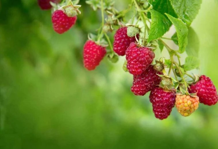 Fruit Trees that are Safe for Dogs