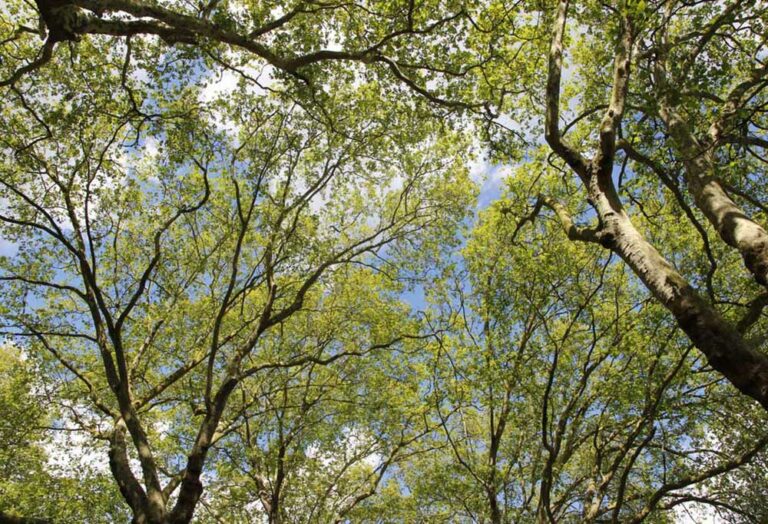 Are Maple Trees Toxic to Dogs?