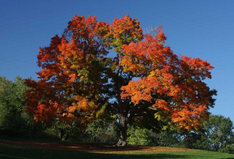 Are Maple Trees Toxic to Dogs?