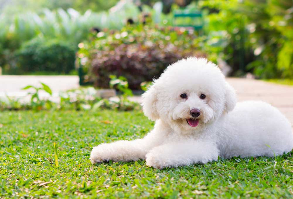 How to Train a Toy Poodle?