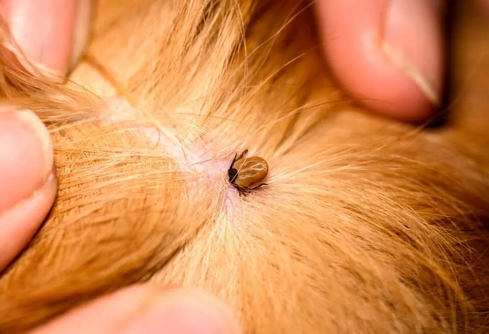 Homemade Dog Anti Itch Spray