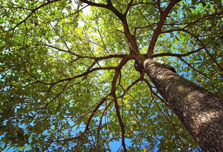 Trees Poisonous to Dogs