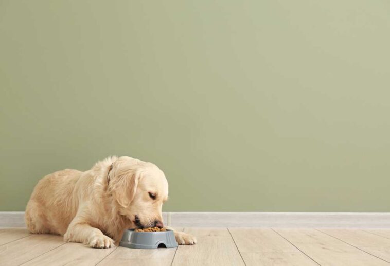 How to Treat a Lethargic Dog