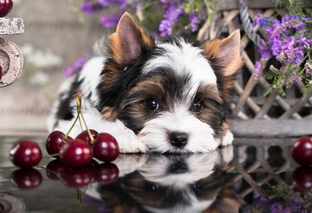 Is Cherry Wood Toxic To Dogs? The Habit of Woodworking