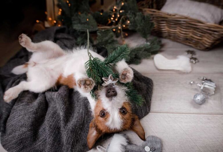 Are Real Christmas Trees Safe for Dogs?