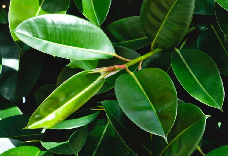 Are Ficus Trees Safe for Dogs?