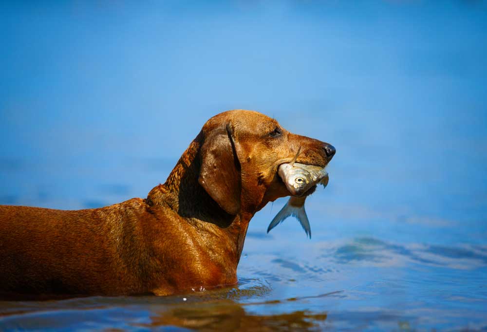 Can Dogs Eat Fish Heads?