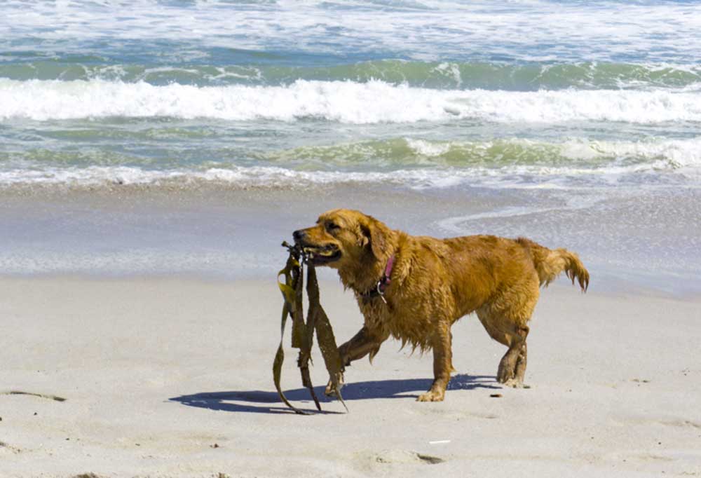Is Dried Seaweed Bad For Dogs