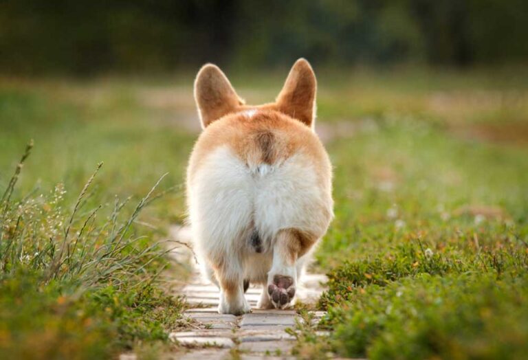 What Cream Can I Put on My Dog’s Sore Bum