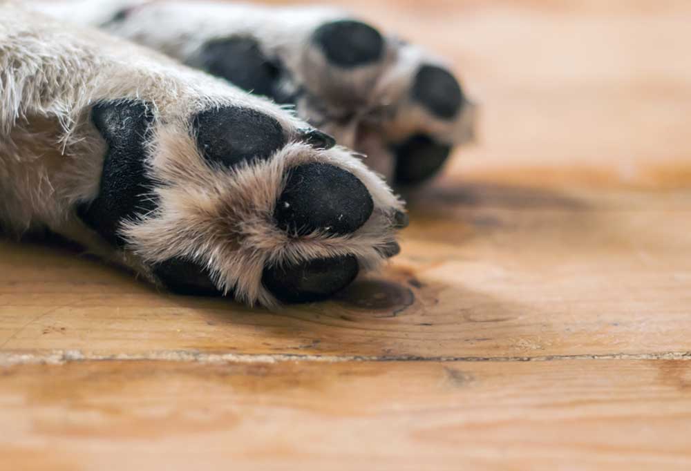 What's Going on with Brittle Dog Nails?