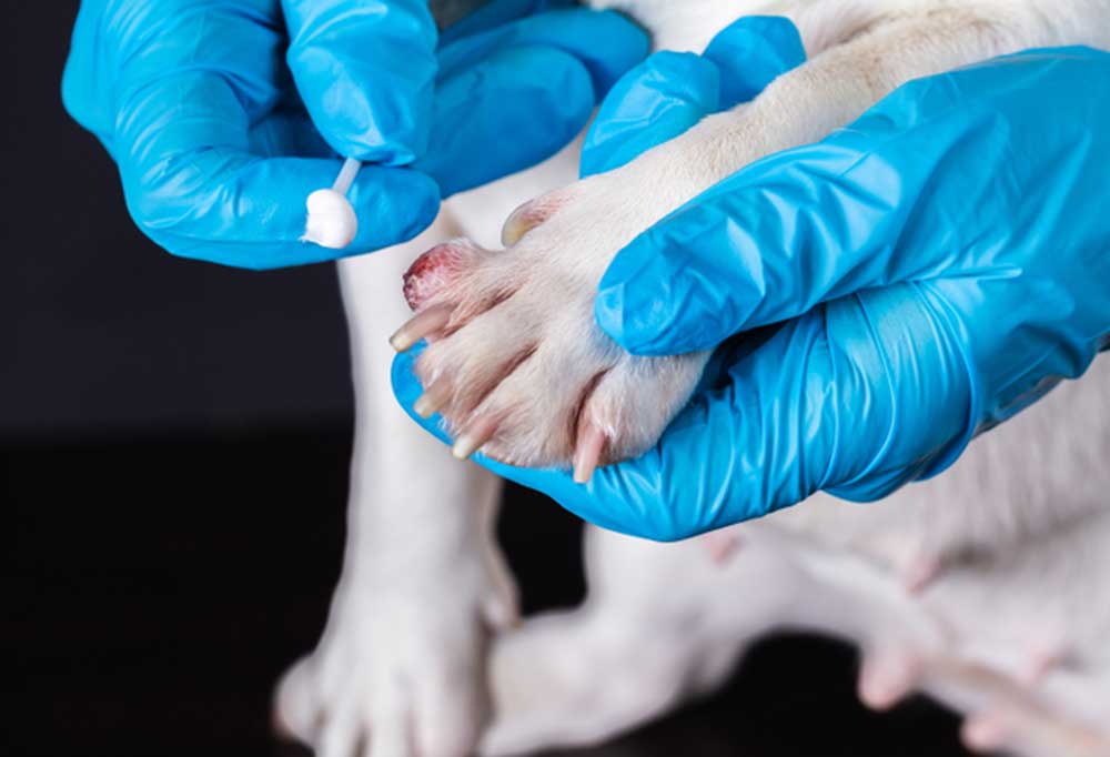 Why Does My Dog Have Some Black Nails and Some White