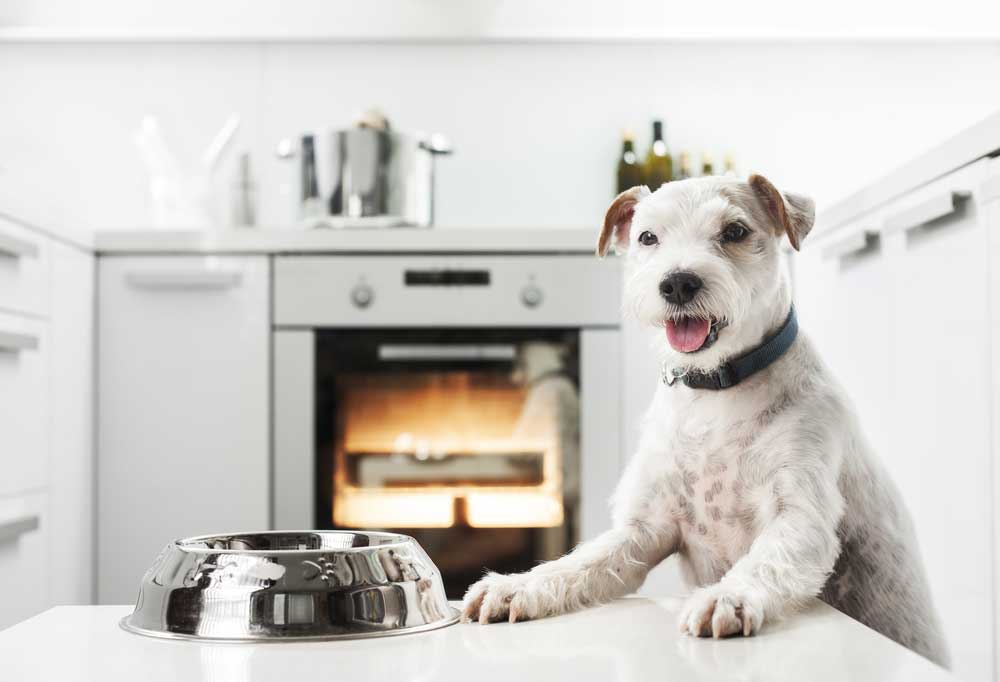 How to Cook Cod Fish for Dogs