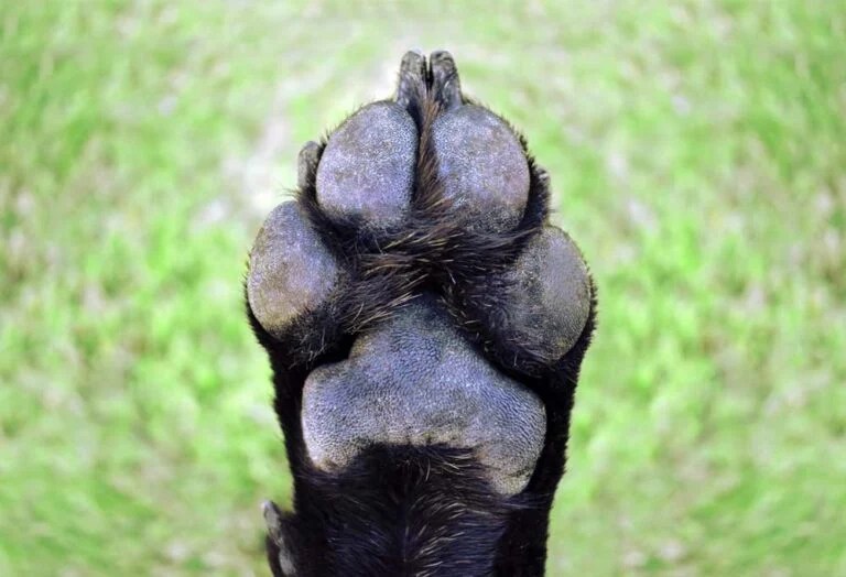 Why Does My Dog Have Some Black Nails and Some White