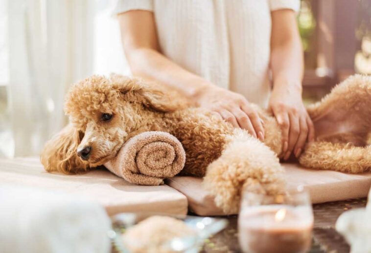 Home Remedies for Dog Vomiting