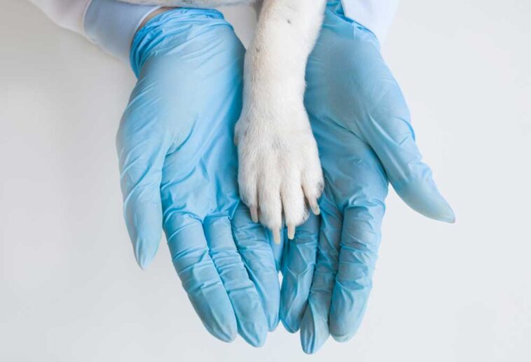 Why Does My Dog Have Some Black Nails and Some White