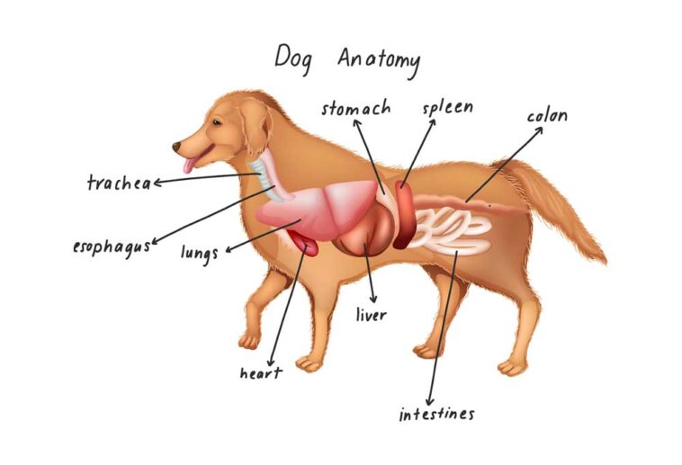 Can Dogs Eat Fish Bones?