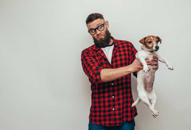 How to Use Cornstarch for Matted Dog Hair?