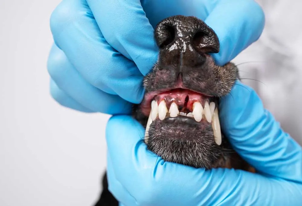 How Long Does It Take For A Dogs Tooth Extraction To Heal