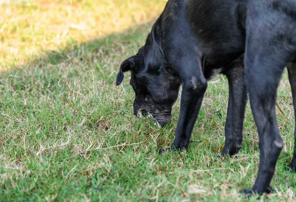 Can Dogs Eat Fried Fish?