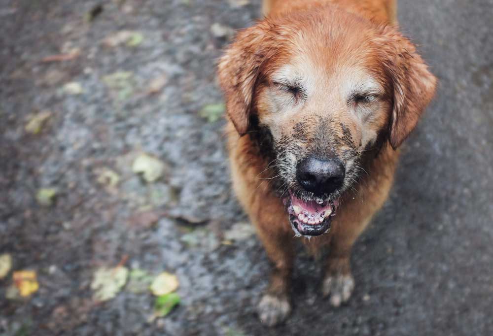 How to Use Cornstarch for Matted Dog Hair?