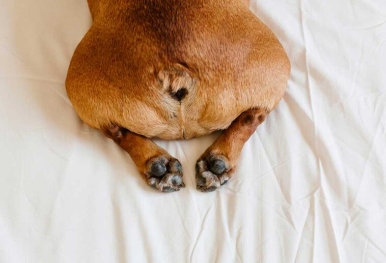 What Cream Can I Put on My Dog’s Sore Bum