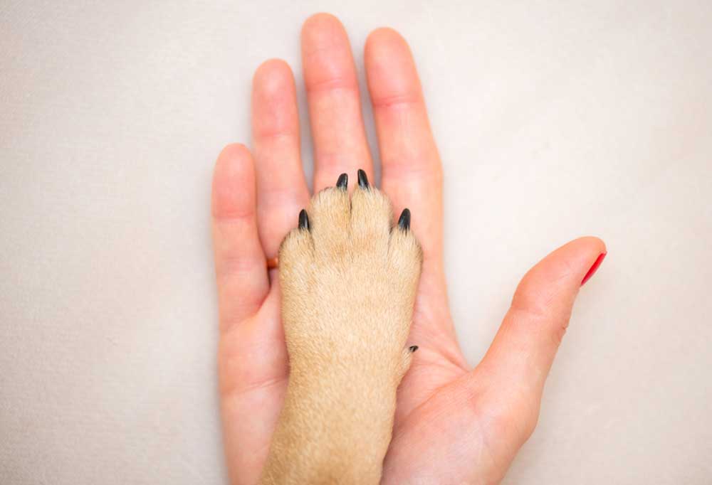 What's Going on with Brittle Dog Nails?