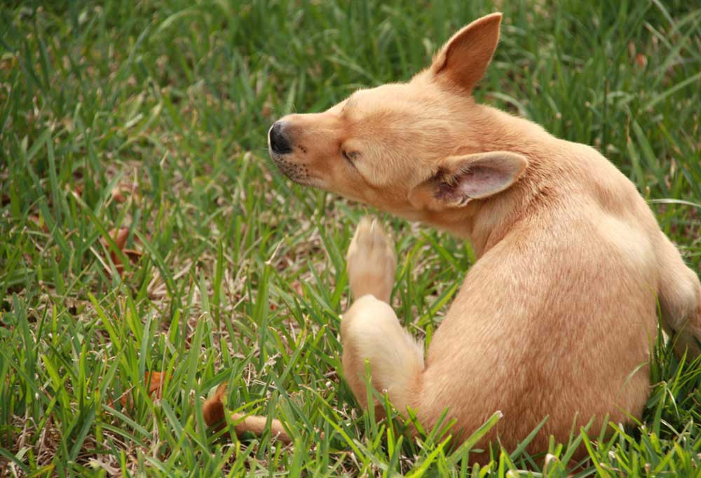 Can Dogs Eat Raw Fish?