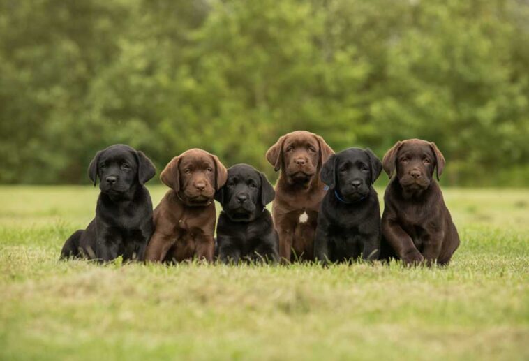 How Much Does a Labrador Retriever Cost?