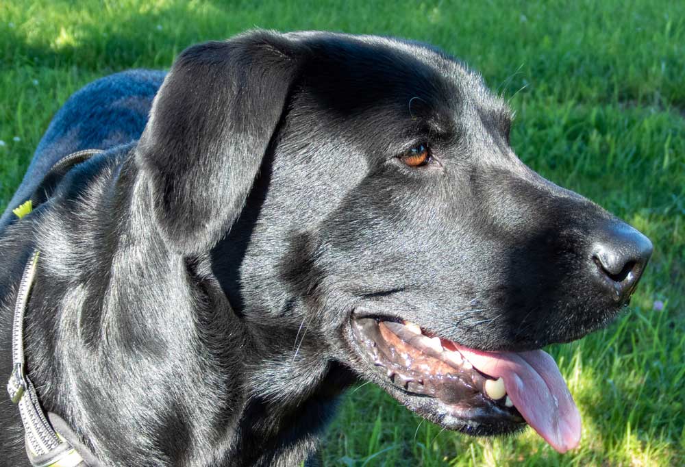 Is Fish Good for Dogs?