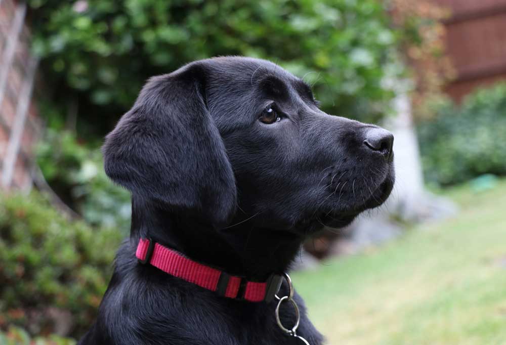 How To Train 2 Month Old Labrador Retriever
